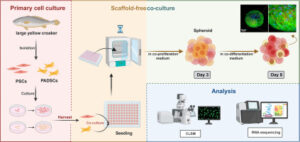 Co-cultured spheroids of piscine cells as building blocks for cultured fish meat – ScienceDirect