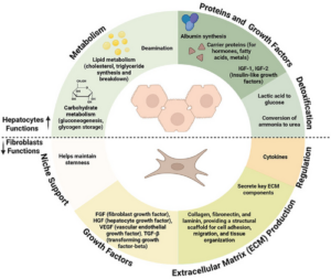 Multi‐Organ Approaches to Cultivated Meat Biomanufacturing: Conceptual Applications of Ruminal Fermentation and Co‐Cultures