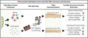 Designing Wet-Spun Cultivated Meat Muscle Fibers: The Impact of Faba Bean Protein Isolate Hydrolysis and Concentration in a Calcium-Alginate System