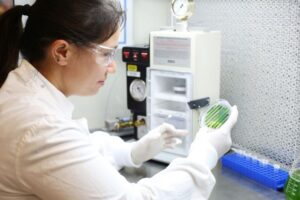 Recycling meat waste may help bring cultivated meat to market – News – The University of Queensland