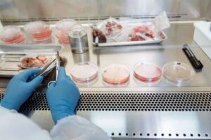 EFSA Wants In-House Expertise on Cultivated Meat and Precision Fermentation Before Applications Arrive – vegconomist – the vegan business magazine